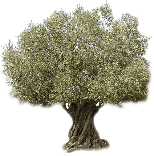 Ελαιόδεντρο, Ελαιοτριβείο Τσακιρίδης